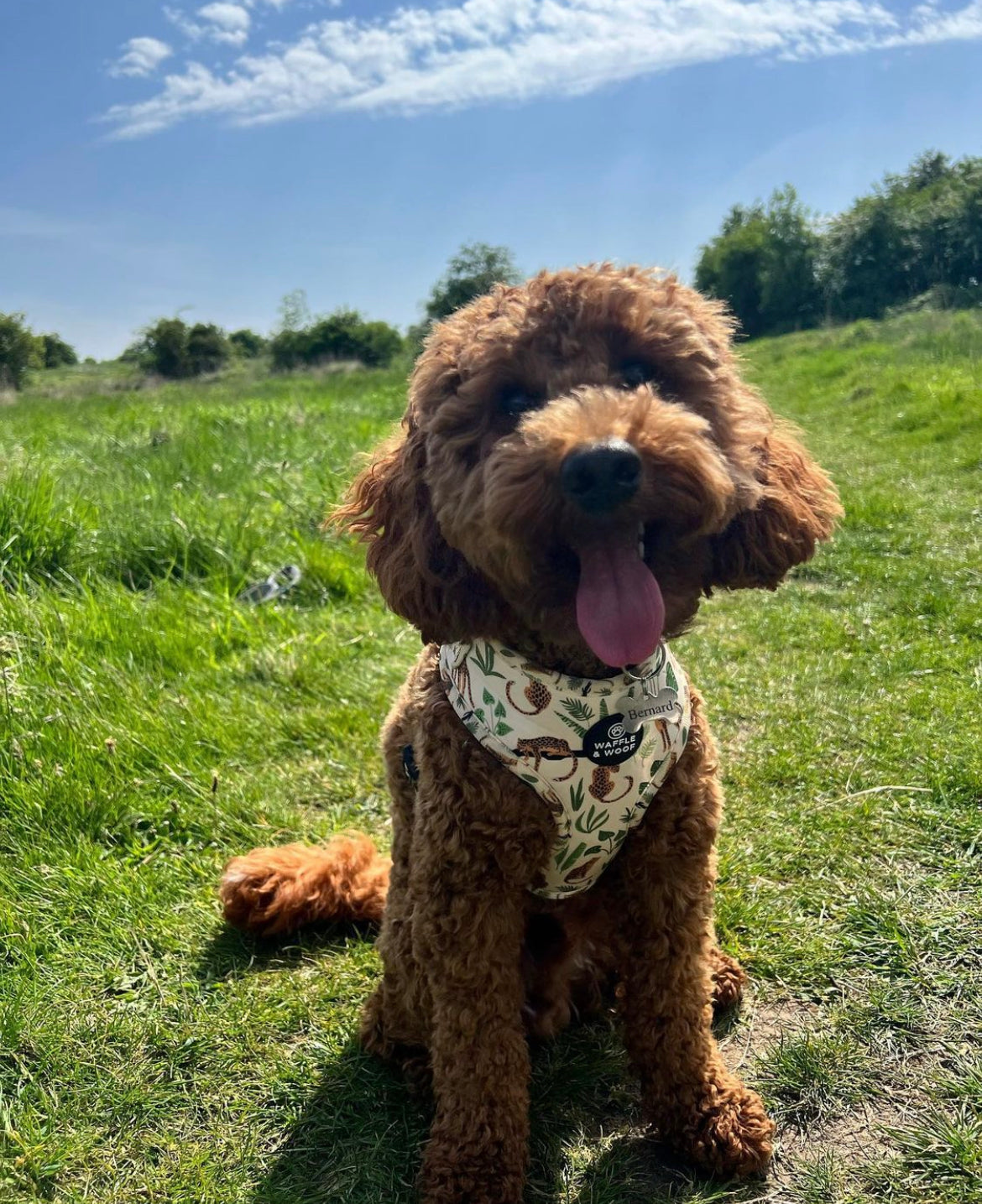 6 Piece Jungle Pup Bundle